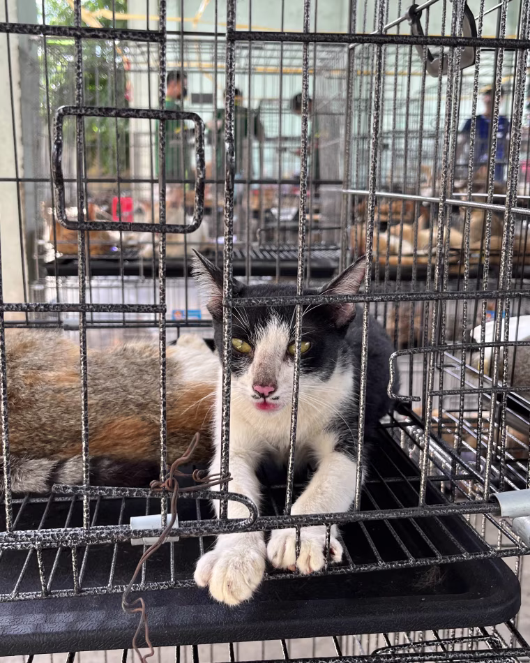 One of hundreds of cats seized by police in Ho Chi Minh City.