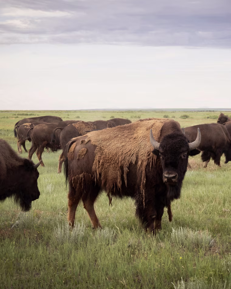 Bison at the Buffalo Child Ranch on the Rocky Boy's Reservation in north-central Montana on June 25.