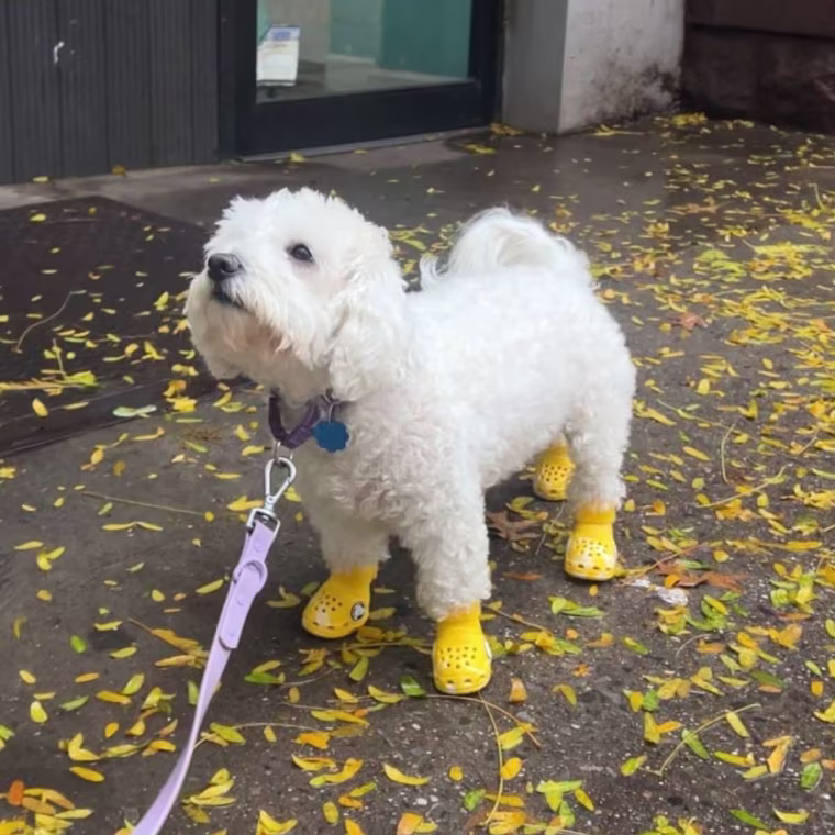 White dog wearing yellow Crocs on pavement