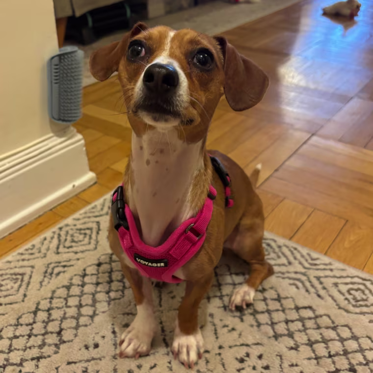 A brown and white dog wearing Voyager’s Step-In Lock Pet Harness.