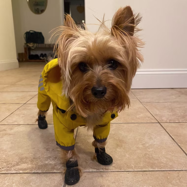 Small dog wearing boots and a raincoat