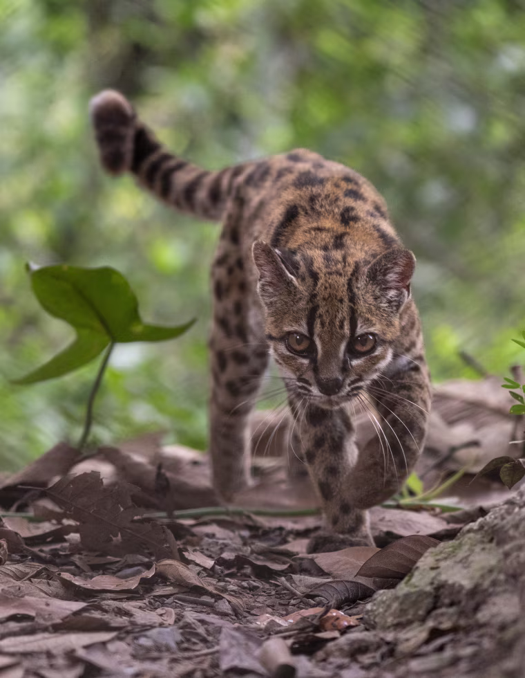 A Leopardus tilcayo at Senda Verde Animal Refuge in Bolivia’s Yungas region.