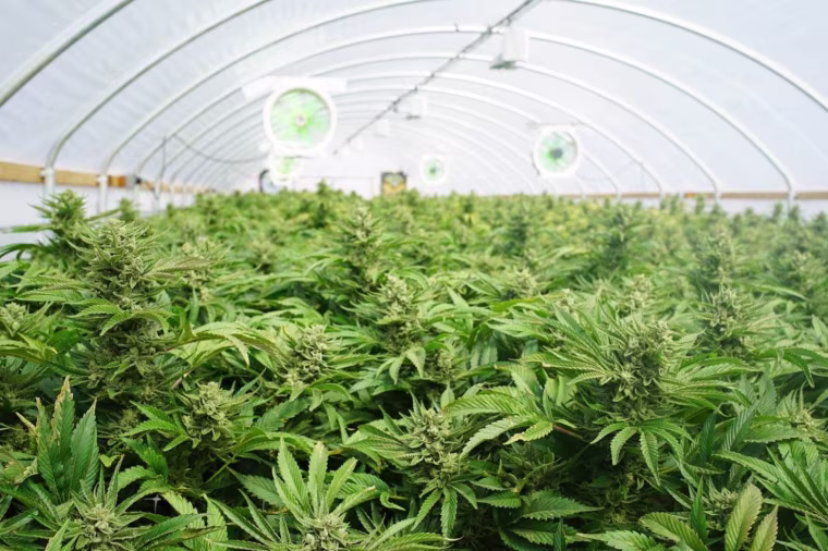 A cannabis farm