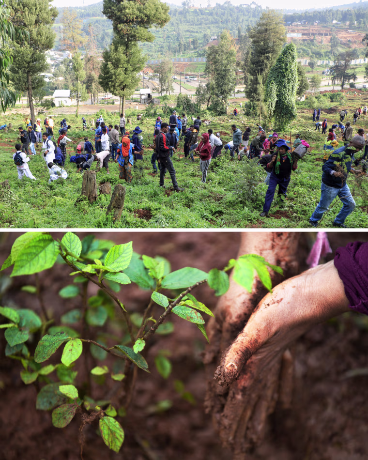 People planting in Addis Ababa last year, above, and tree seedlings in the Ethiopian capital in 2019, below.