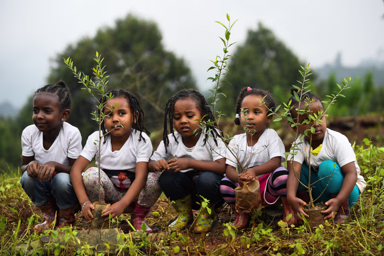 TOPSHOT-DOUNIAMAG-ETHIOPIA-CLIMATE-TREES
