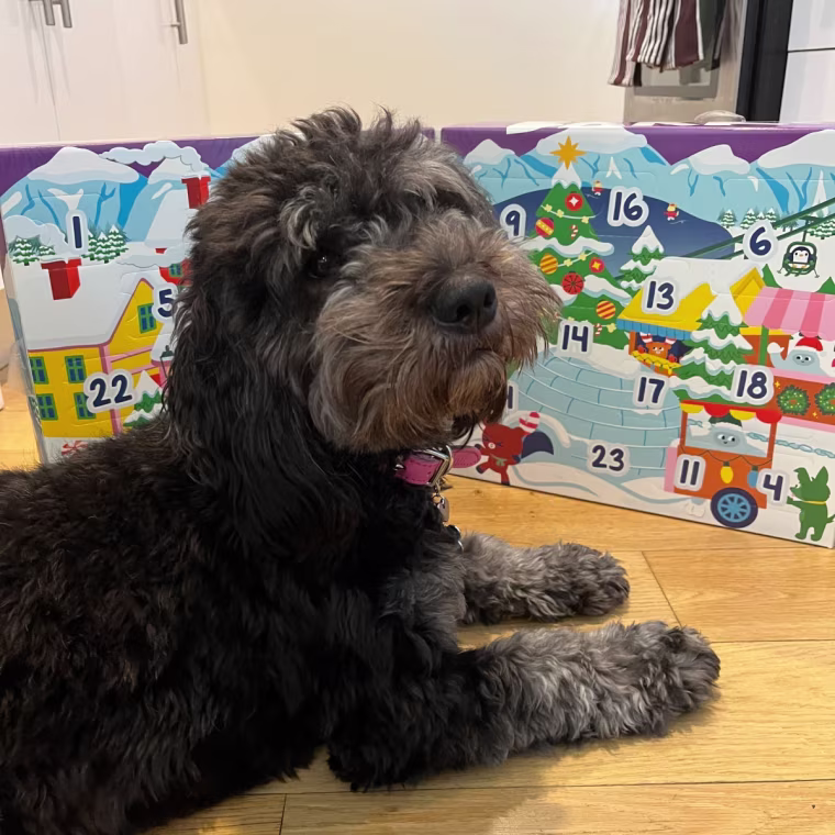 My dog can't wait to get into her BARK Advent calendar this year!
