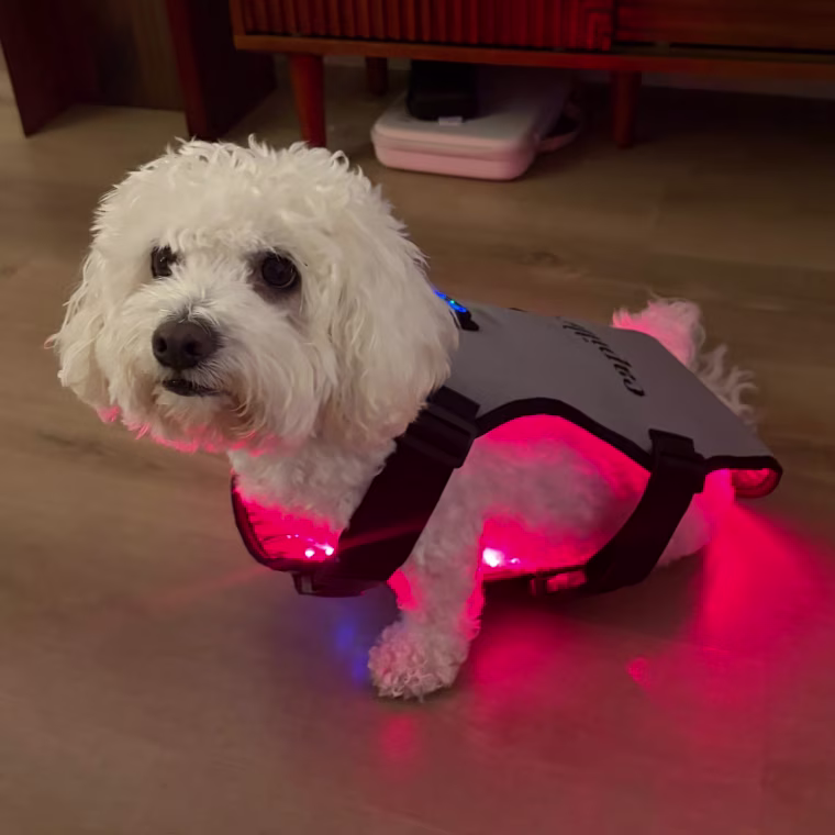 Small white dog wearing red light vest