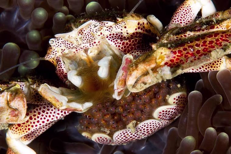 A crab and its eggs make a colorful display.