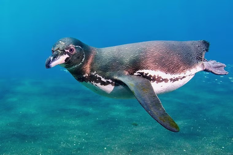A penguin peers into the camera as it floats by.