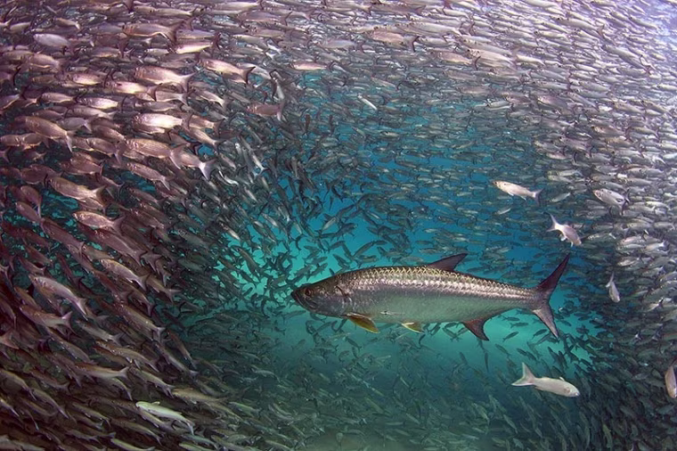 A single fish is framed by a school of smaller swimmers.