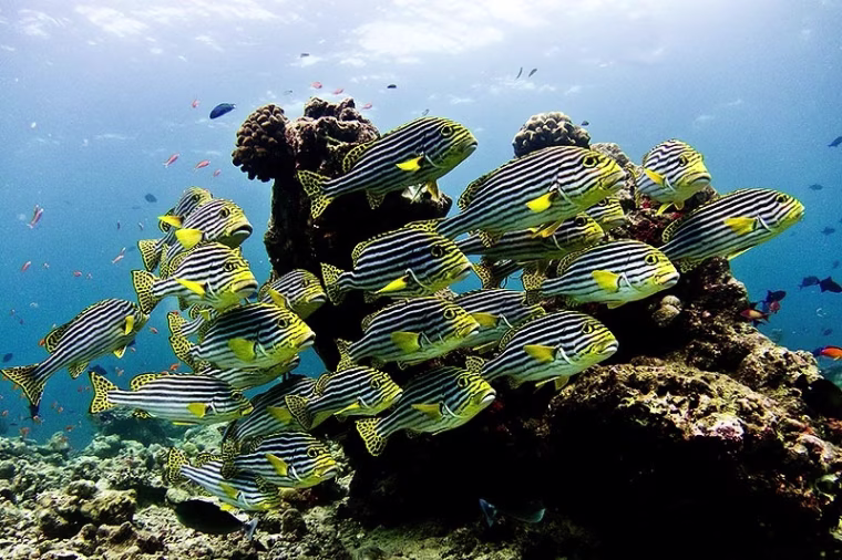 Colorfully striped fish make their way through an underwater scene.