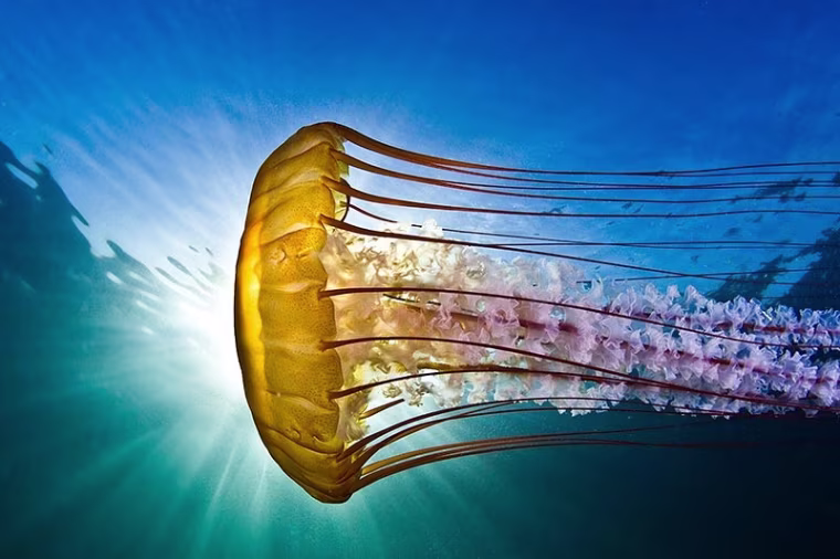 The sun glints behind a jellyfish seen from the waters below.