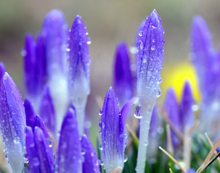 Crocuses are covered with raindrops on February 28, 2012 in Dresden, eastern Germany. First signs of spring come up across the country. AFP PHOTO / MATTHIAS HIEKEL GERMANY OUT (Photo credit should read MATTHIAS HIEKEL/AFP/Getty Images)