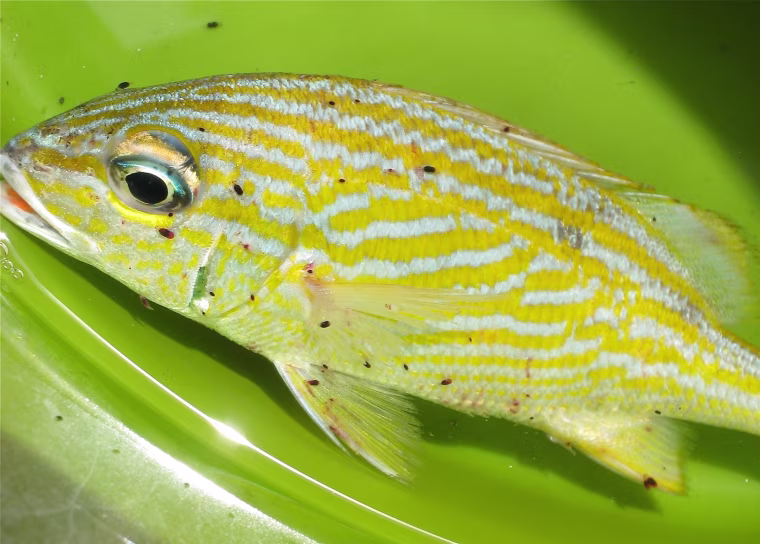 A Caribbean fish known as the French grunt is infested with gnathiid isopods.