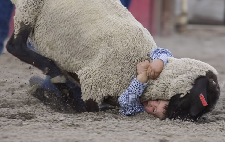 A participant grapples a sheep during the 2012 Silver State Stampede mutton busting event at the Elko County Fairgrounds in Elko, Nev. on July 12, 2012.