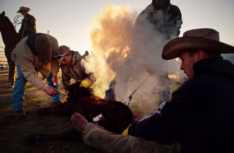 Trent Leichleiter, of Tekamah, Neb., at right, and Kolton Fleischman, also of Tekamah, hold down a calf as Terry Burdick, at left, injects a shot, at the Jim Morris Ranch south of Wood Lake, Neb., on April 22.