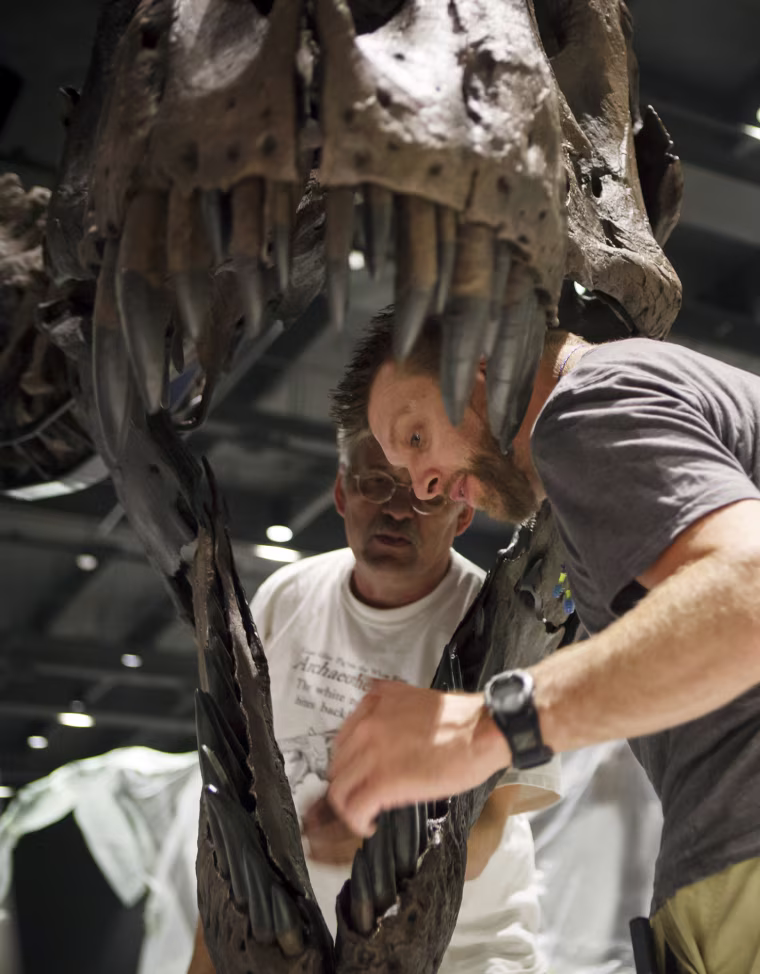 Director Pete Larson of the Black Hills Institute of Geologic Research, back, and artist Tomas Schneider, right, attach a Tyrannosaurus Rex fossil head into place in the new Hall of Paleontology at the Houston Museum of Natural Science Tuesday. The $85 million wing of the museum will have the only Triceratops skin found to date and a unique T-rex fossil with complete hands.