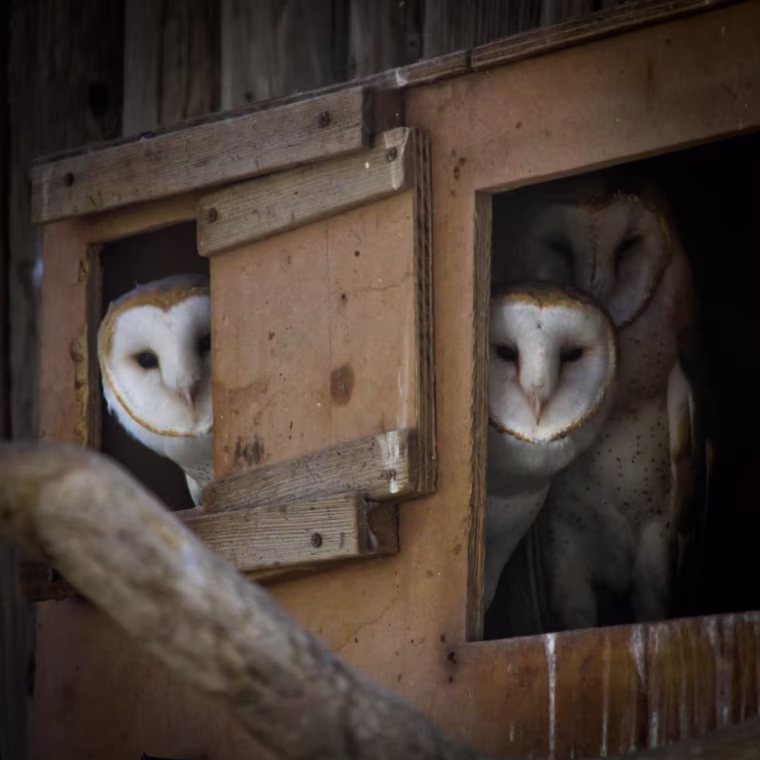 Farm owls in the Big Bear Zoo, Calif.