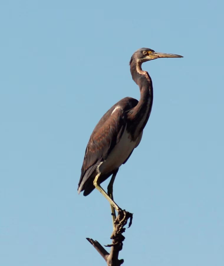 Blue Heron, Kiawah Island, S.C.