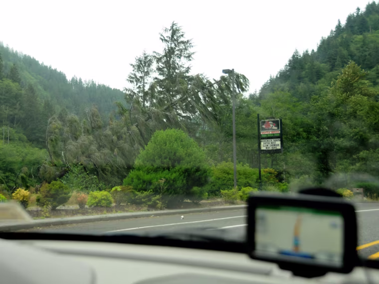Navigator in dashboard, fallen tree