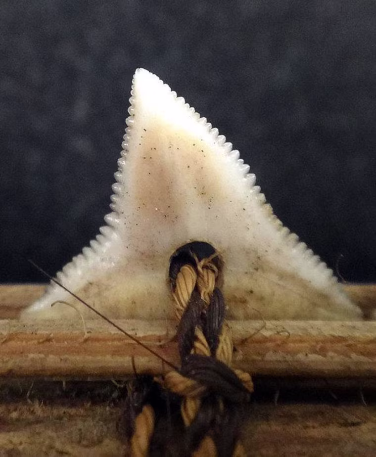 Gilbert Islands weapon-makers affixed shark teeth to wood handles with coconut fibers and human hair. Credit: Drew J, Philipp C, Westneat MW (2013) Shark Tooth Weapons from the 19th Century Reflect Shifting Baselines in Central Pacific Predator Assemblies. PLOS ONE 8(4): e59855. doi:10.1371/journal.pone.0059855.