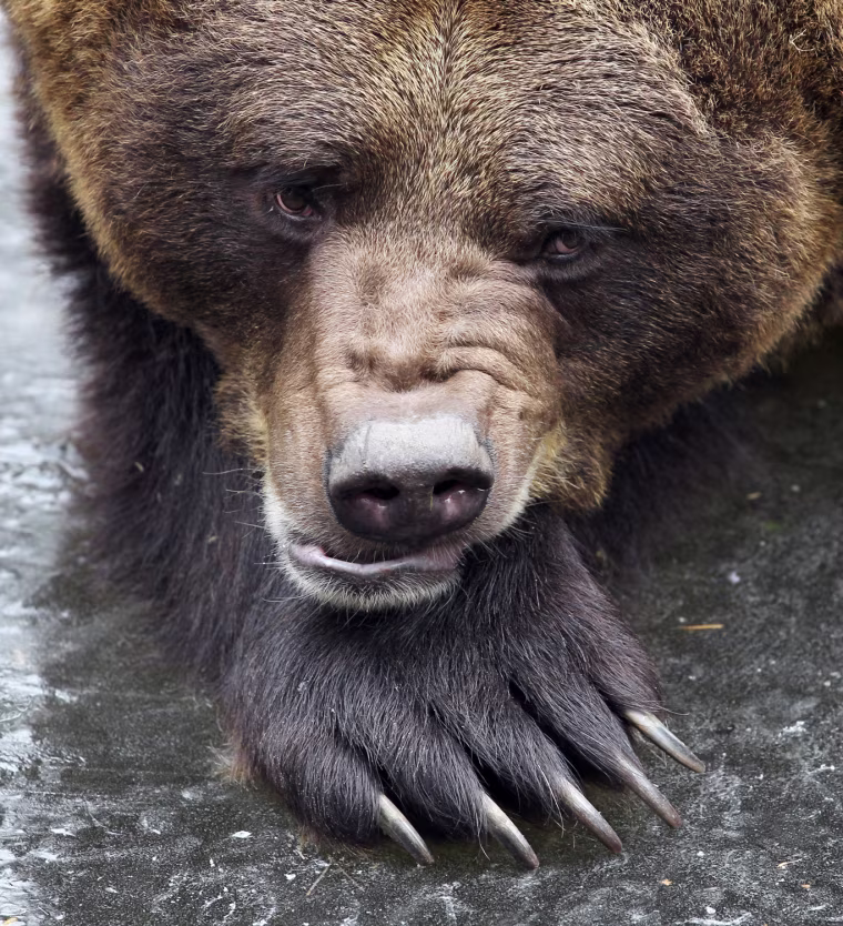 Swedish brown bear Fred is pictured at their enclosure of the Naturund Umweltpark Guestrow animal park on Jan. 27 in Guestrow, northeastern Germany. The bear just woke up from his hibernation, two weeks earlier than the year before.