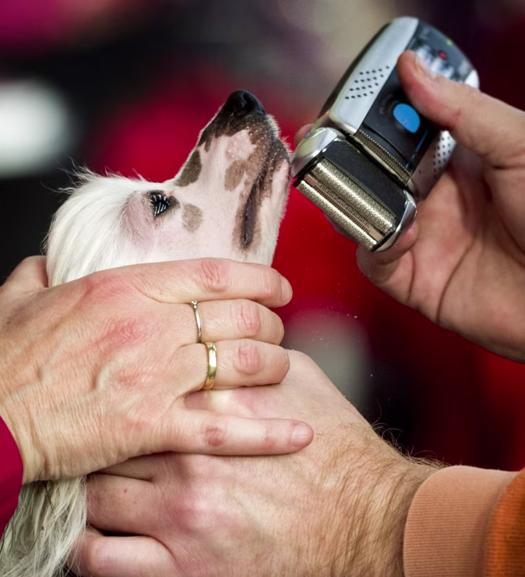 Participantsuse an electric shaver to shave their dog at the show on Saturday.
