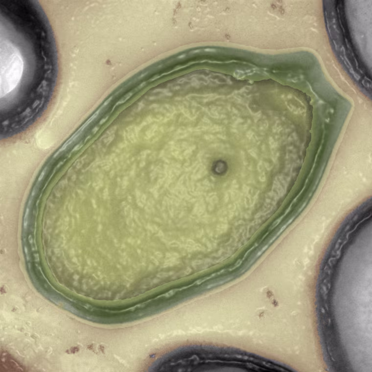 Created by Digital Micrograph, Gatan Inc.