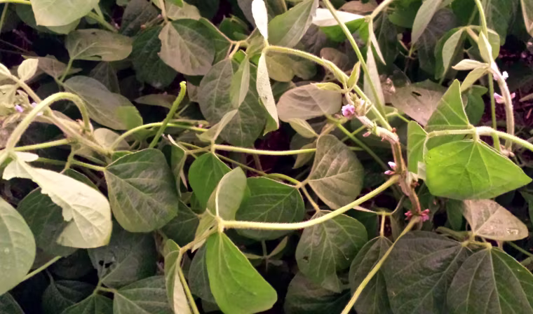Soybeans are seen bent over with holes in their leaves and knocked-off flowers after hail damaged the crop.
