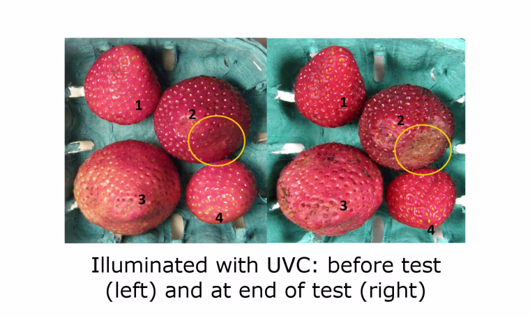 Image of strawberries