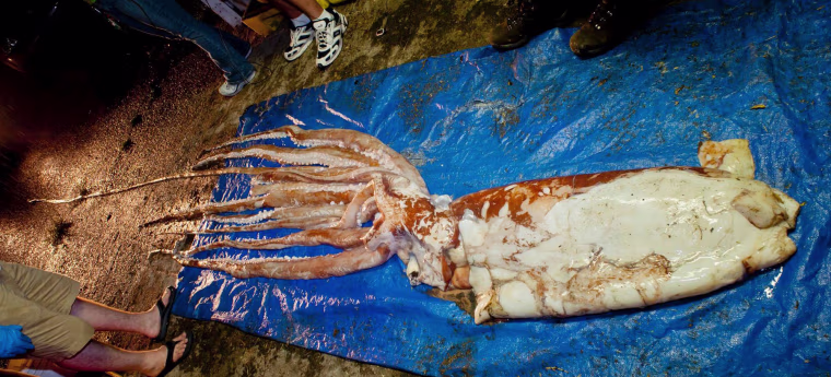 A 25-foot-long giant squid is splayed out on a tarp after it was picked up by a fishing crew over the weekend.