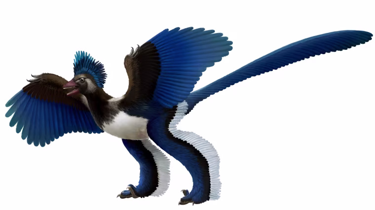 An artist's conception shows how the birdlike dinosaur known as Xiaotingia zhengi might have looked.