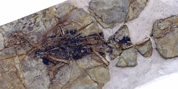 The fossil skeleton of Xiaotingia zhengi is splayed out in rock.