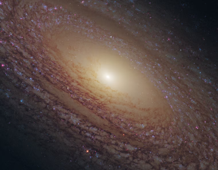 NASA's Hubble Space Telescope reveals a majestic disk of stars and dust lanes in this view of the spiral galaxy NGC 2841 released Thursday, Feb. 17, 2010.