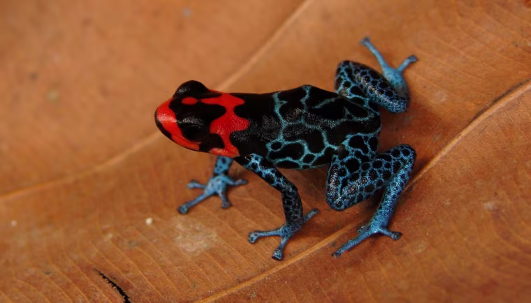 The frog known as Ranitomeya benedicta is one of more than 1,200 species discovered in South America's Amazon region over the past decade. Click through a slideshow featuring the amazing species of the Amazon.