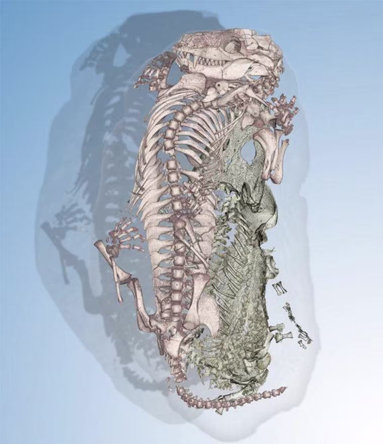 Using synchrotron imaging, scientists discovered an ancient