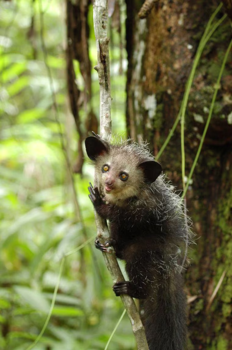Aye ayes have the largest brain to body ratio, making them the smartest lemurs. Humans often kill them on sight because the animals are considered a bad omen.