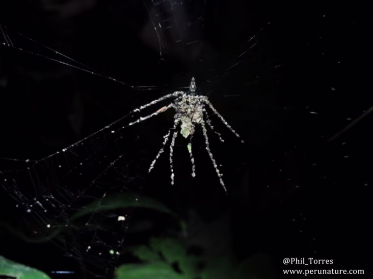 A spider created a