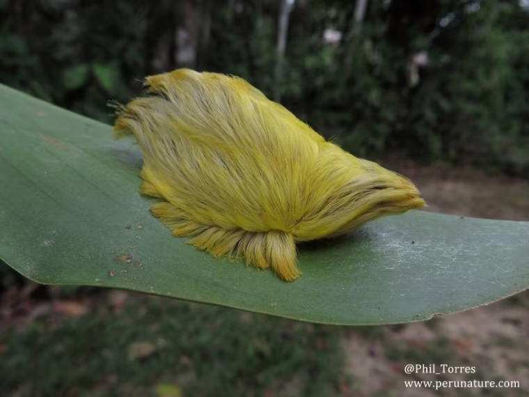 The larval form of a flannel moth, also known as a puss caterpillar, looks like a yellow toupee.