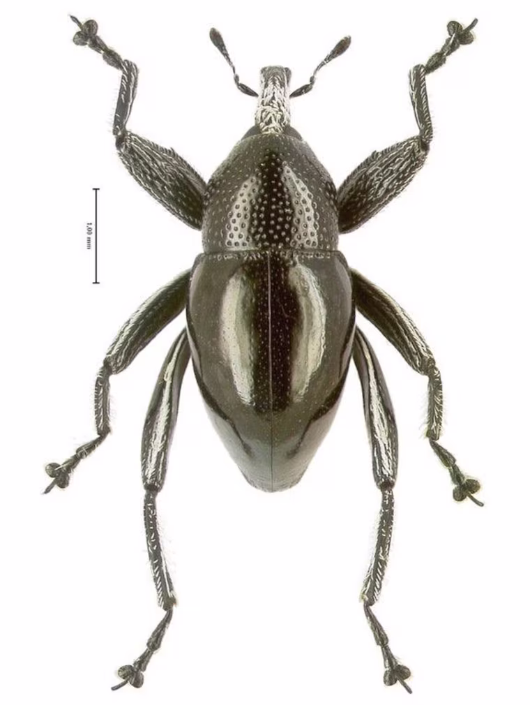 This is a picture of Trigonopterus moreaorum, which is named after the popular Papuan family surname