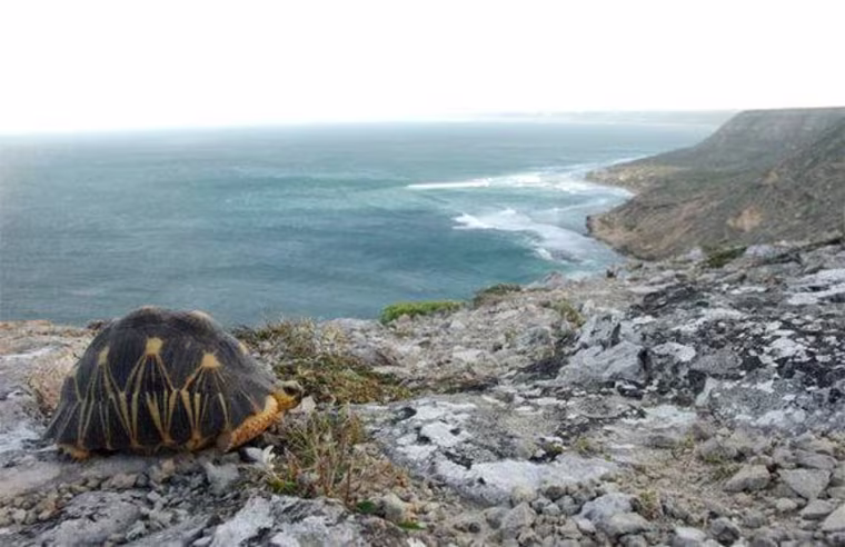The radiated tortoise has disappeared from wide areas of its native habitat in southern Madagascar due to hunting for food and the illegal pet trade.