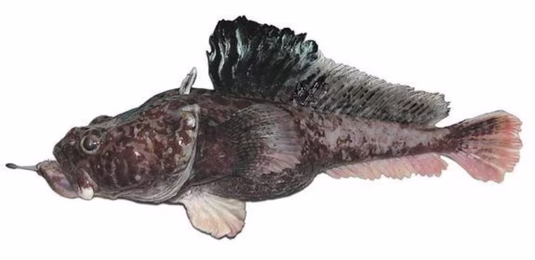 This newfound species is the hopbeard plunderfish (Pogonophryne neyelovi). It can live nearly a mile under the surface of Antarctica's Ross Sea.