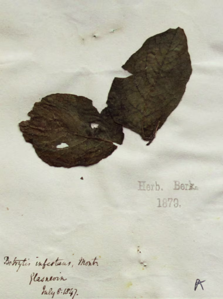 This potato specimen from the Kew Garden herbarium was collected in 1847, during the height of the Irish famine. The legend reads