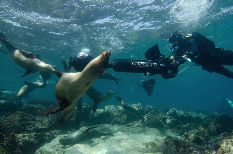 sea lions