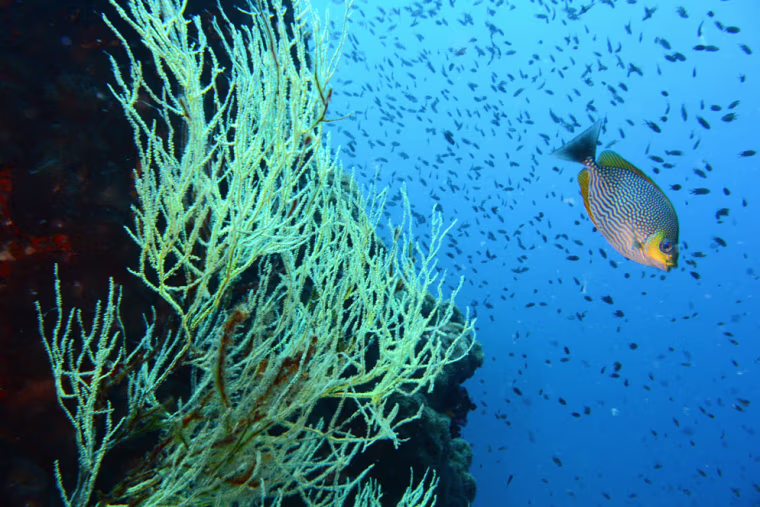 Sample underwater shot taken with Nikon's AW1 camera.