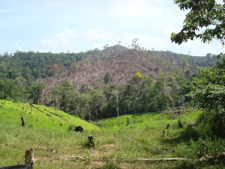 Image of forest destruction in Honduras