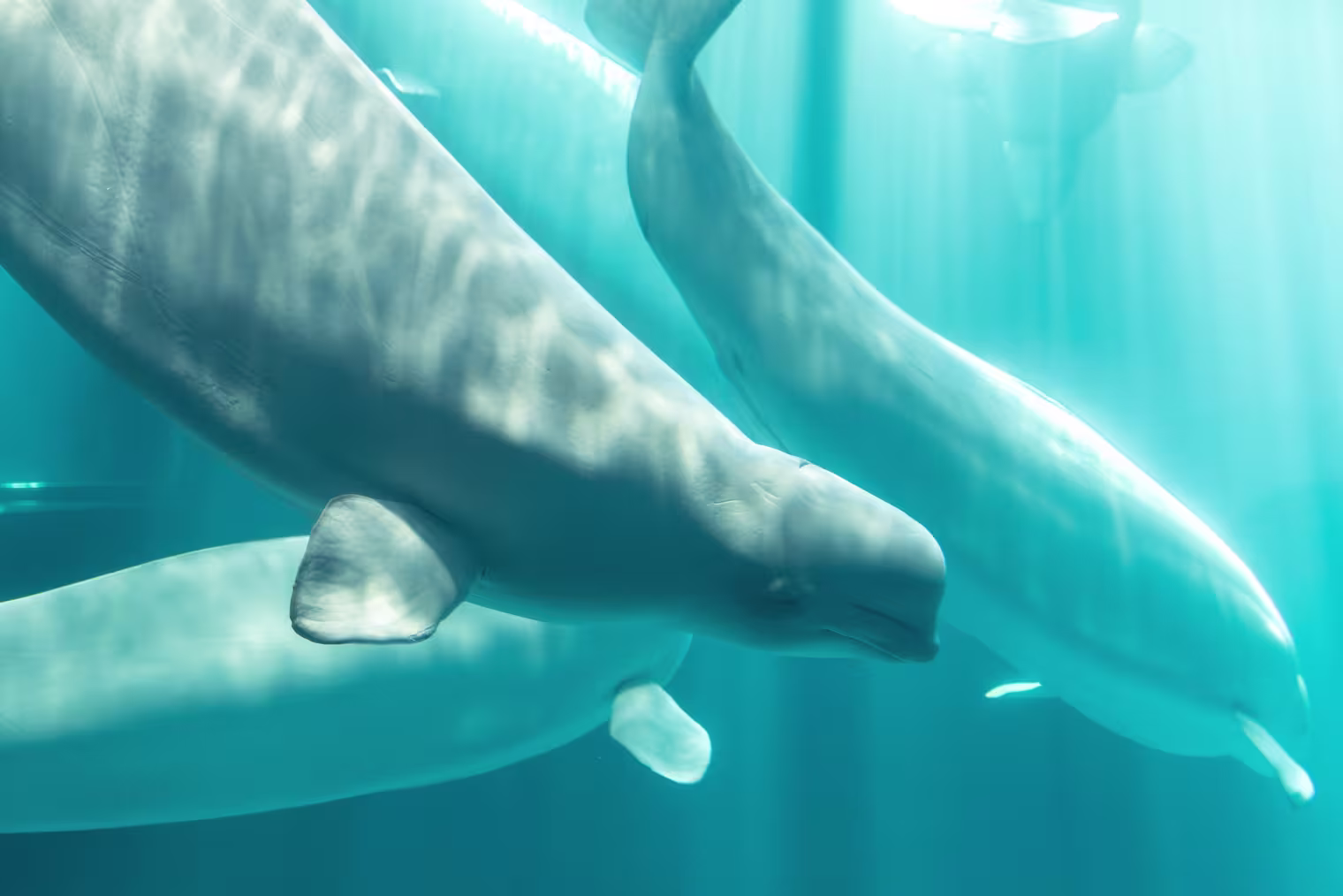 Beluga Whale Deaths