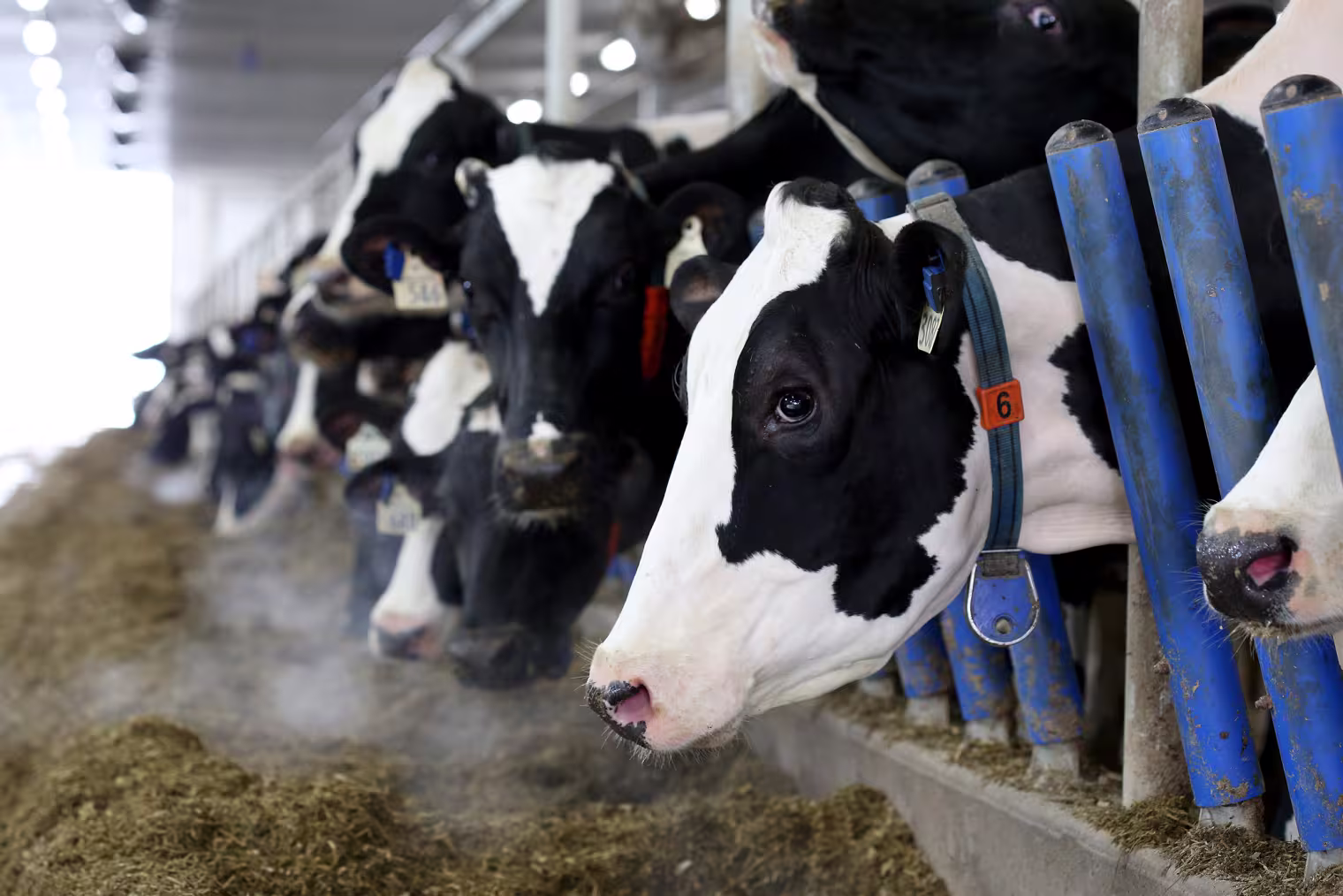 Trump Says He May Hit Canada With Dairy, Lumber Tariffs Soon