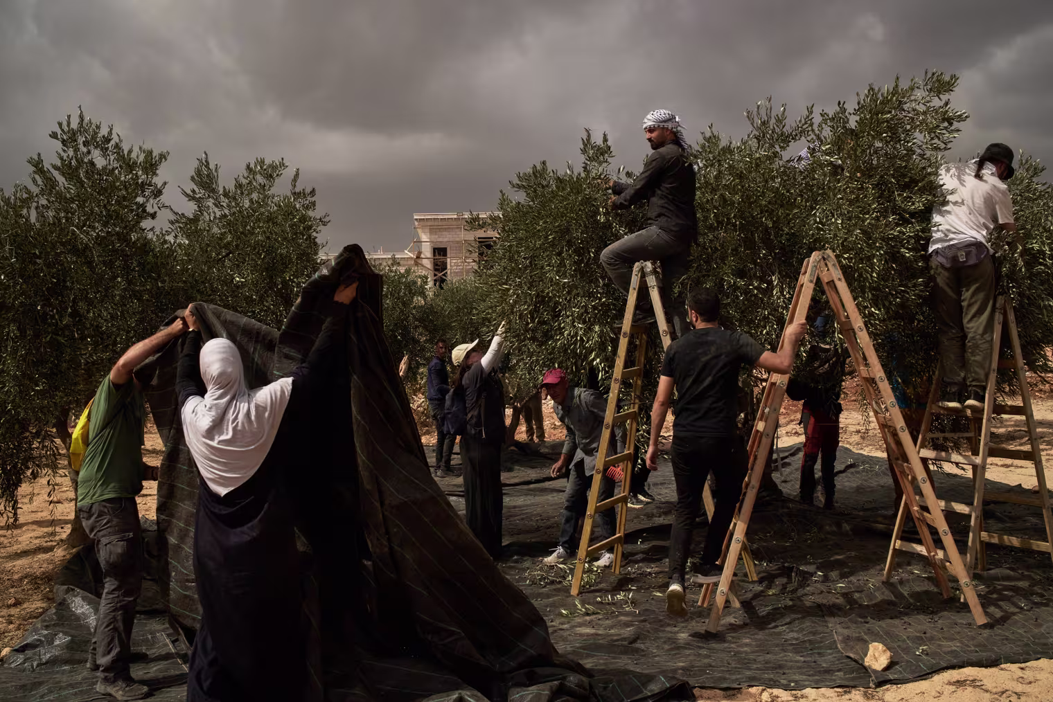 Image: A group of Palestinians and activists collect olives from trees.