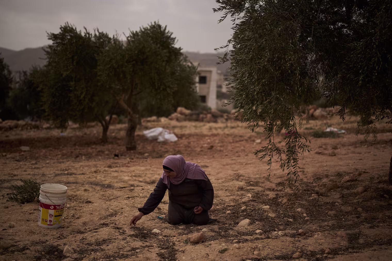 Image: A woman kneeling down outside and collecting olives from ground.